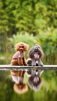 Warm heart behavior of dogs 49