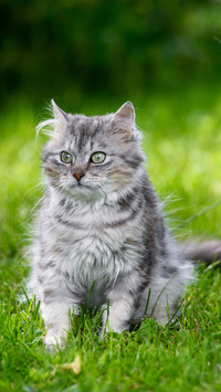 “猫主子”智商有多高