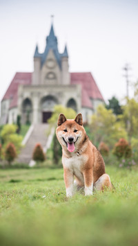 狗狗是否需要关笼子