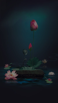 护眼荷花