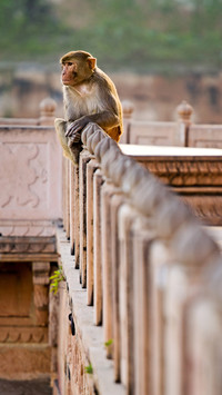 India-Monkey