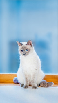 Beautiful Thai Cat Sticks to the Window Sill