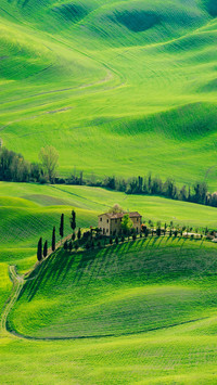 Green Rolling Hills at Sunset