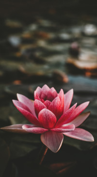 Floral B1 (25)