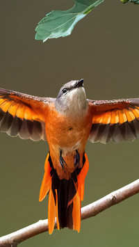 A spreading pepper bird
