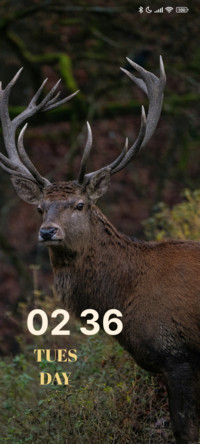Forest Deer