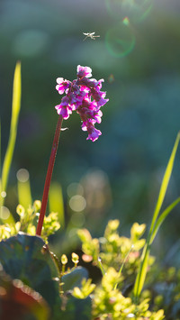 Spring scenery-01