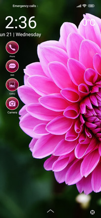 flowers dahlia