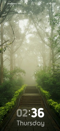 Foggy Forest