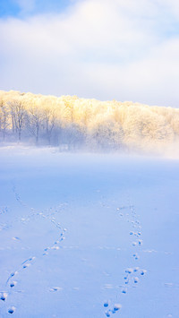 Animal tracks in the snow on a field to a forest