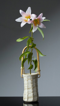 Do you know how to grow lilies 16