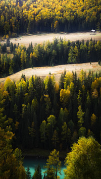 Light and shadow in the forest