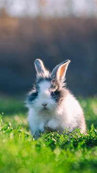 Spring rabbit is fun