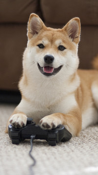 Benefits of playing games for dogs 76