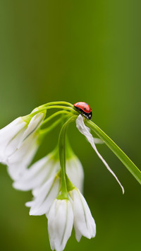 Ladybug 2