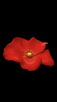 Red rose2