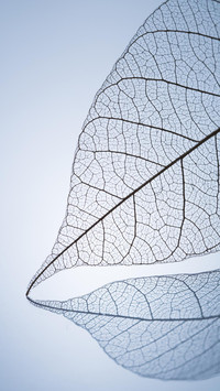 VCG41517031762