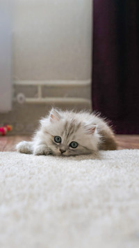 A small fluffy cute long-haired kitten with blue eyes