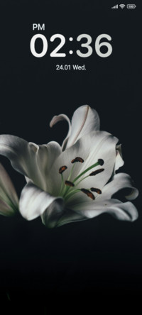 Lily Blossom