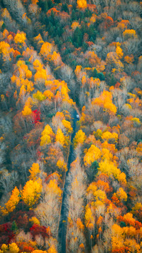 The autumn in northeast china is so good at mixing colors