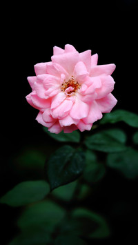 How to cut flowers in the fall
