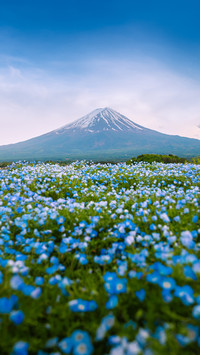 Mount fuji and little blue flower