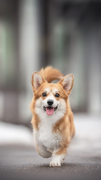 A Dog Running on an Old Snow-Covered Wooden Building