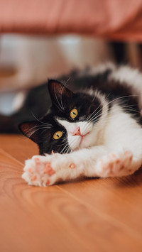 你喜欢“黑猫警长”吗