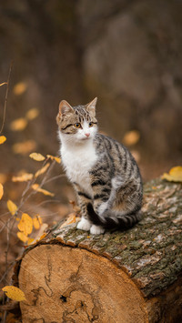 猫狗不是宿敌