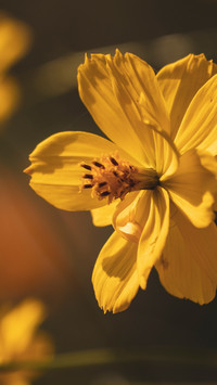yellow-flowered plants