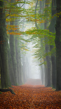 Shrouded in a subtle mist that creates a mystical and serene