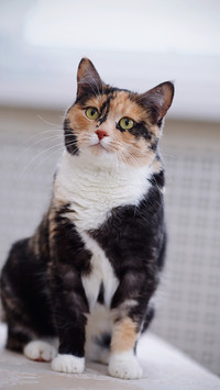 可爱的猫咪-拍信图库