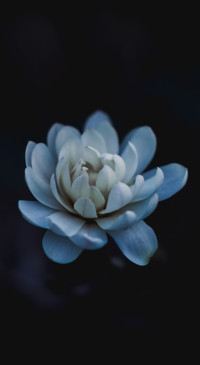 Macro Photography (4)