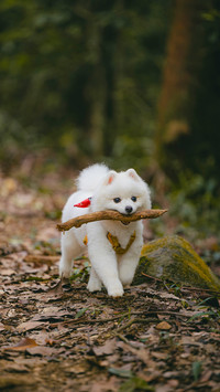 An adorable fluffy white pomeranian puppy dog returning