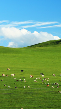 Hulunbuir Grasslands Sheep Wandering