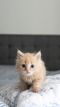 Tiny Fluffy Buff Kitten Sitting on Striped Blanket