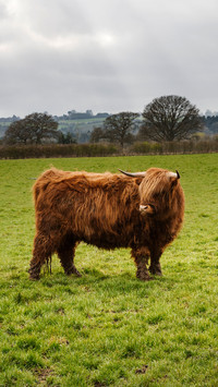 The most non mainstream cattle 09