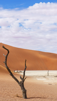 The dead tree desert of namibia