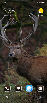 Forest Deer