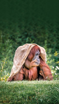 The gorilla is so cold that it puts on a blanket