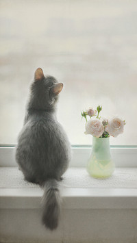 Why do cats always look out of the window