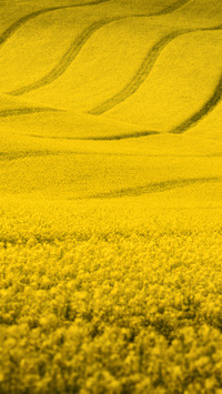Wide fields