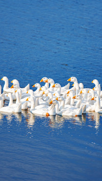 A group of big white geese