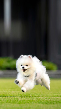 Happy white Pomeranian running in a park in Singapore