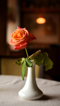 Single rose in ceramic vase on a table