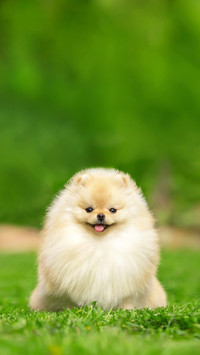 A Pomeranian Spitz Dog Smiling Outdoor On Green Lawn
