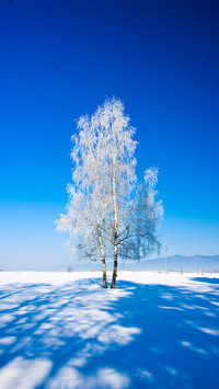 傲雪凌霜-拍信图库