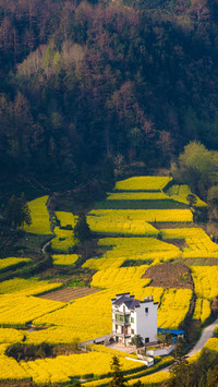 黄山归来不看岳