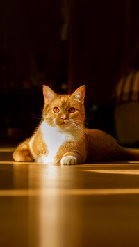 Red cat lying on the floor