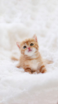 了解猫咪 才能教好猫咪